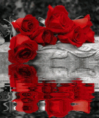 Rose GIFs - Get the best gif on GIFER