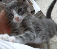 I Love Cats Gifs Get The Best Gif On Gifer