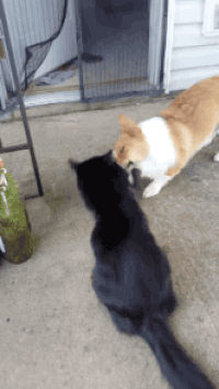 GIF slapping cat slaps dog - animated GIF on GIFER - by Molar