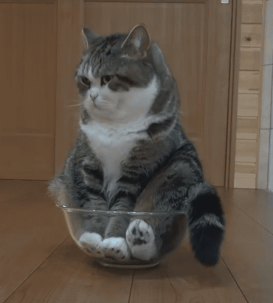 Bored cat GIFs - Get the best gif on GIFER