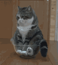Смешной кот гифки, анимированные GIF изображения смешной кот - скачать гиф  картинки на GIFER