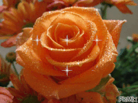 Oranje GIFs - Get the best gif on GIFER