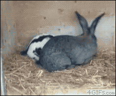 Lapin GIFs Get The Best Gif On GIFER