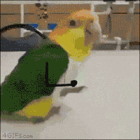 Party Parrot Gifs Get The Best Gif On Gifer