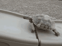 Slows GIFs - Get the best gif on GIFER