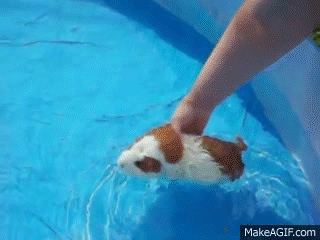 Guinea pig GIFs - Get the best gif on GIFER
