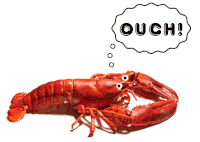 Lobster GIFs - Get the best gif on GIFER