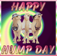 Humpday GIFs - Get the best gif on GIFER