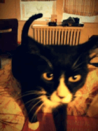 Гифка кот в сапогах гиф картинка, скачать анимированный gif на GIFER
