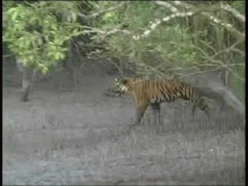 Royal bengal tiger GIFs - Get the best gif on GIFER