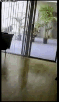 Bikini GIFs - Get the best gif on GIFER