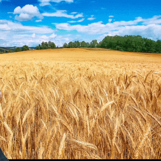 Wheat field GIFs Get the best gif on GIFER