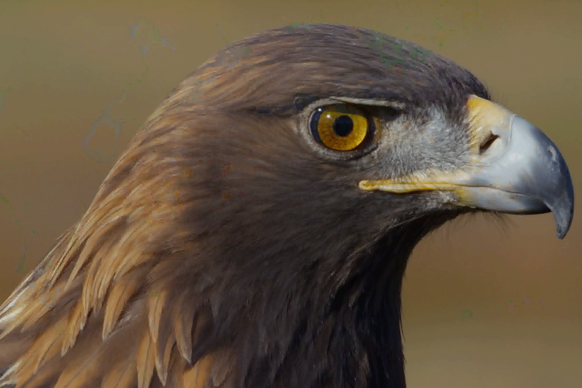 ���������������, �������� ���� ��������