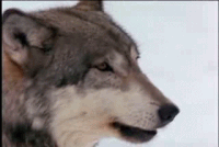 Howling Wolf Gifs Get The Best Gif On Gifer