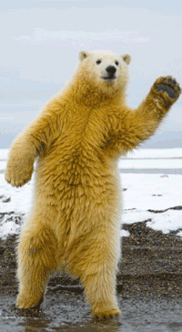 waving bear gif