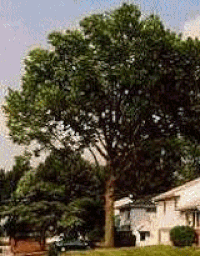 Arvore GIF - Conseguir o melhor gif em GIFER