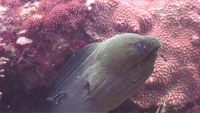 Evil Overbite Fish Overbite GIFs - Get the best gif on GIFER