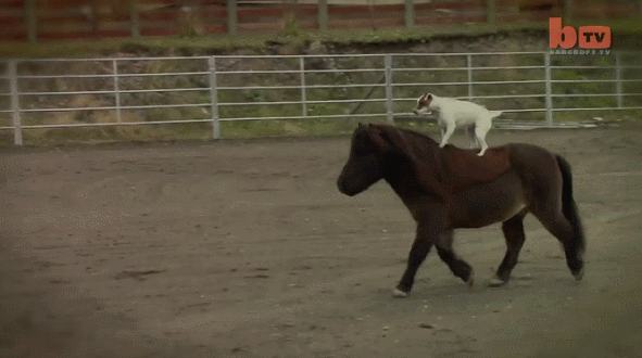 Ехал на коне вел. Гифка пони на лошадь. Собака катается на лошади. Собака едет на лошади. Гиф лошадь и собака.