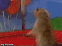 Dramatic Hamster Gifs Get The Best Gif On Gifer