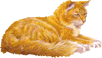 GIF transparent, cat, glitter, best animated GIFs free download