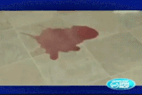Mop GIFs - Get the best gif on GIFER