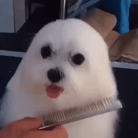 Dog grooming GIFs - Obtenez le meilleur gif sur GIFER