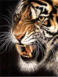 El tigre GIFs - Get the best gif on GIFER