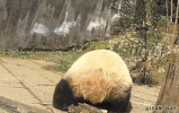 Pandering GIFs - Get the best gif on GIFER