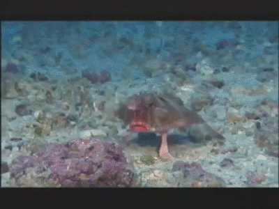 Batfish GIFs - Get the best gif on GIFER