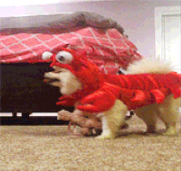 30fc10bcf3d3484c1bb9064227afd1eb_w200.gif