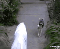 Barking GIFs - Get the best gif on GIFER