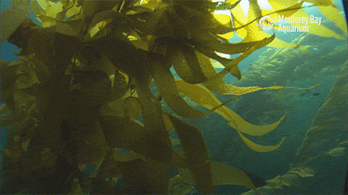 Seaweed GIFs Get The Best Gif On GIFER Seaweed GIFs Get The Best Gif On GIFER