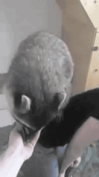 Raton GIFs - Get the best gif on GIFER