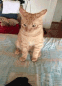 Featured image of post Happy Birthday Gif Cute Cats Cute cat happy birthday animated image