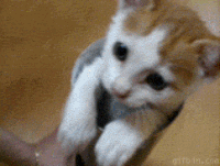Silly Cat GIFs