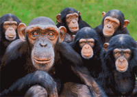 Yikes Monkey Look And Leave GIF - Yikes Monkey Look And Leave Yikes Monkey  Look And Leave - Discover & Share GIFs