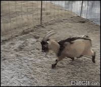 Ziege GIFs Get The Best Gif On GIFER