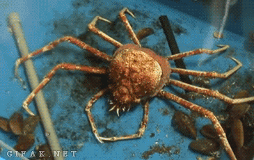 Spider Crab Gifs Get The Best Gif On Gifer