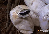 371b112b04fd957090d09271ff025028_w200.gif