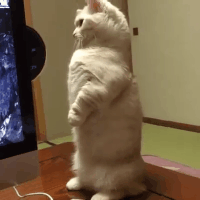 Gaming Cat GIFs