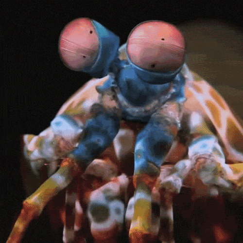 Eye movements GIF Conseguir o melhor gif em GIFER