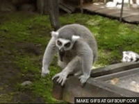GIF flying lemur masking naruto - GIF animado em GIFER