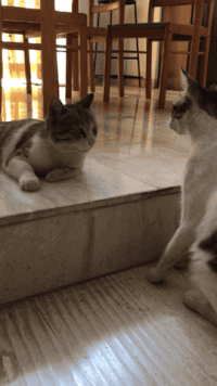 Desi GIFs - Get the best gif on GIFER