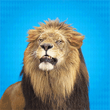 Loewe GIFs Get the best gif on GIFER