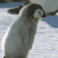 danny devito penguin gif