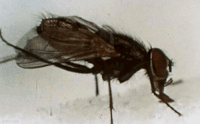 Insects GIFs - Get the best gif on GIFER