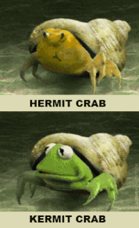 kermit the frog gif