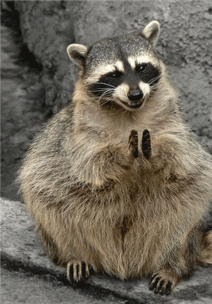 Racoon GIFs - Get the best gif on GIFER