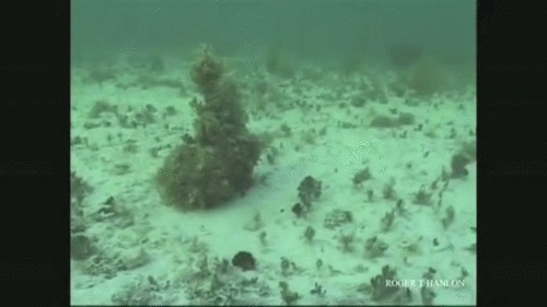 Octopus Riding Turtle Gif Octopussource GIFs - Get the best gif on GIFER