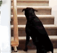 Downstairs GIFs - Get the best gif on GIFER